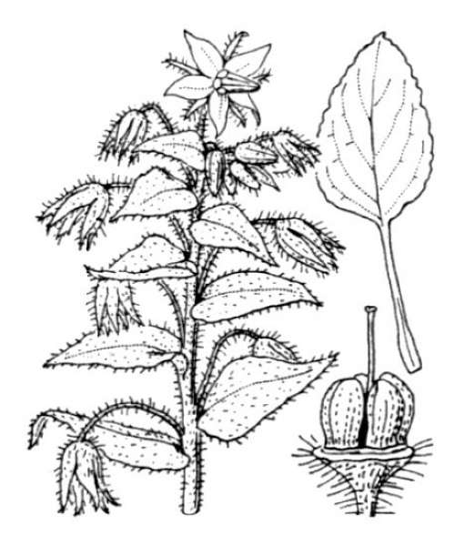 BORAGO OFFICINALIS L. - borragine comune